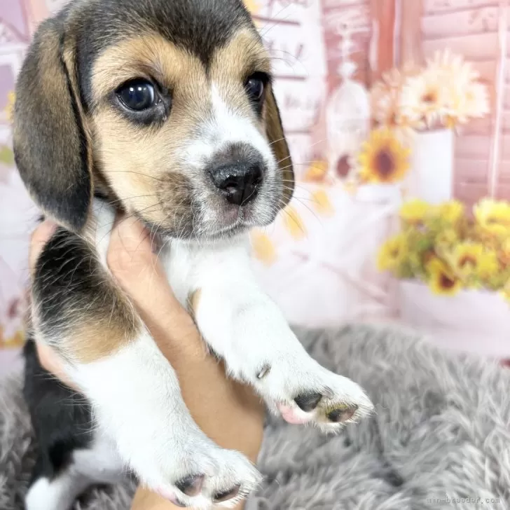 ID:2509-03981の子犬