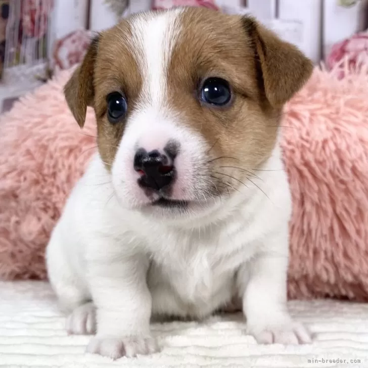 ID：2503-01240の子犬