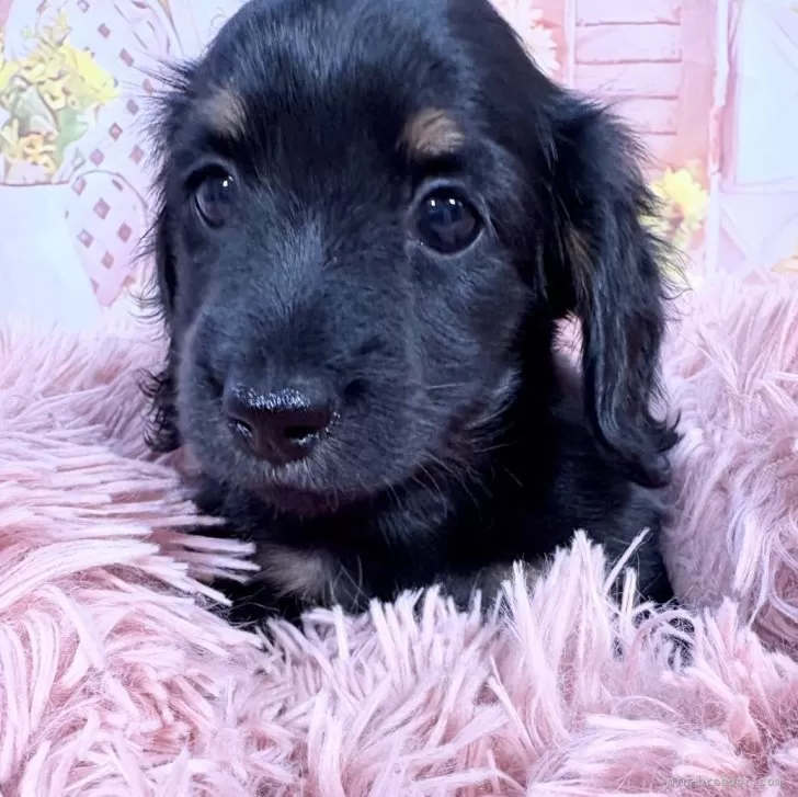 M.O 様のお迎えした子犬