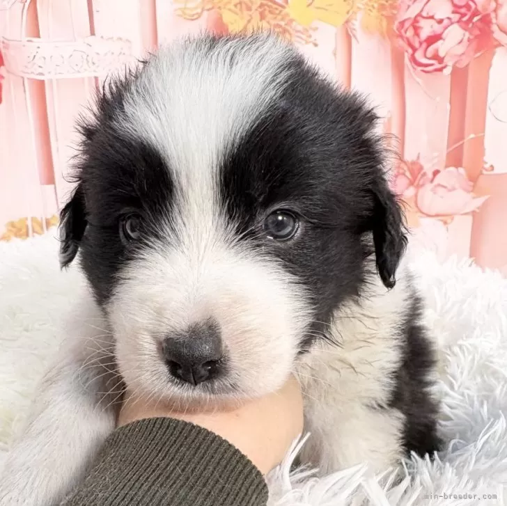 ボーダーコリー【愛知県・男の子・2025年11月11日・ブラック&amp;ホワイト】の写真1