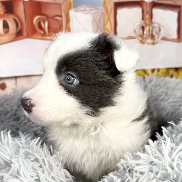 ID：2508-02473の子犬