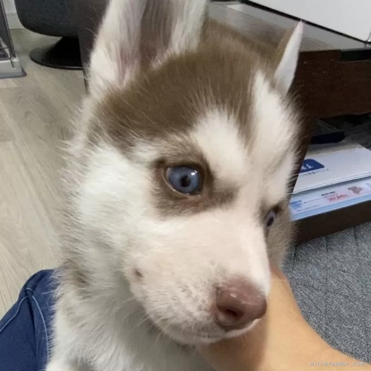 ID:2410-03971の子犬