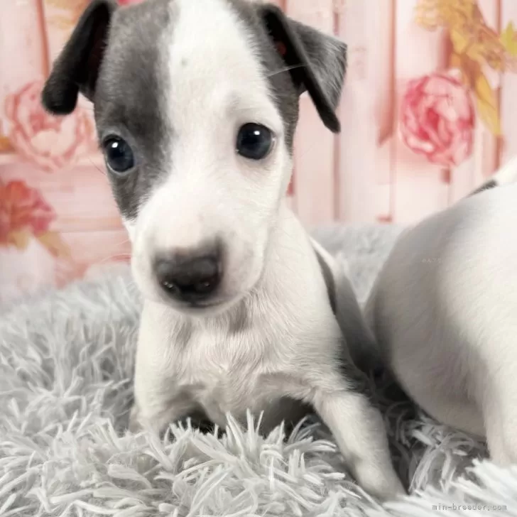 ID:2508-05948の子犬
