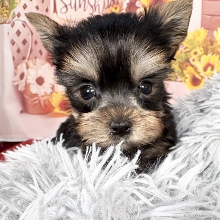 ブリーダー画像