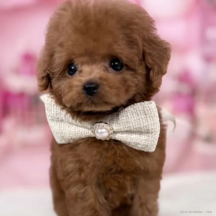 ティーカッププードル【愛知県・男の子・2025年9月27日・レッド♡】の写真1