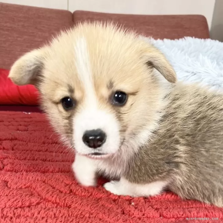 ID：2412-06753の子犬