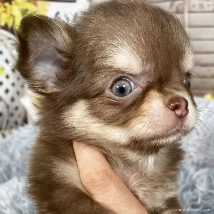 ID:2504-01373の子犬
