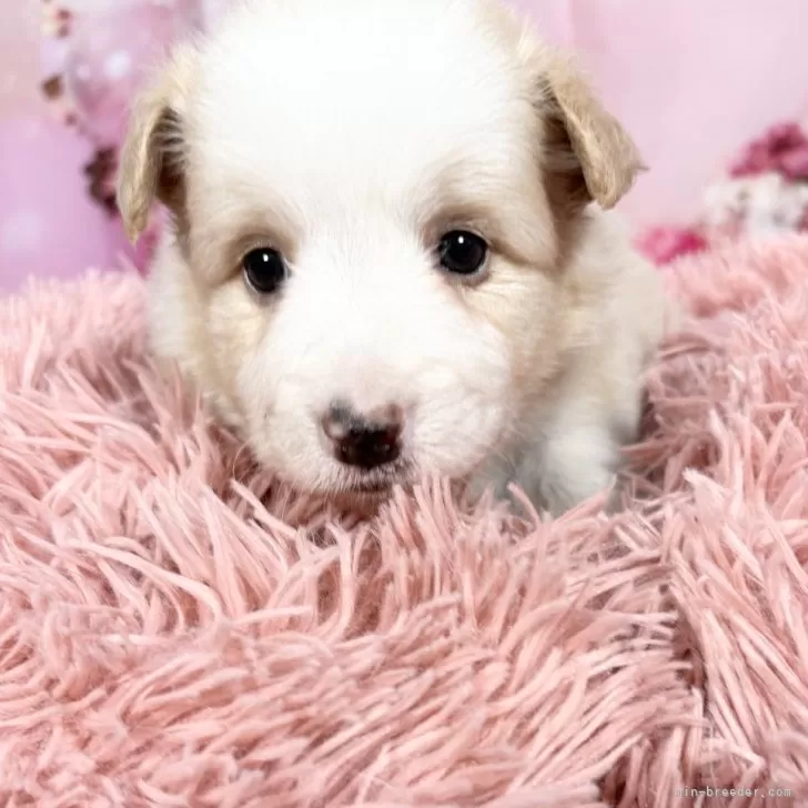 ボーダーコリー【愛知県・女の子・2025年10月8日・レッド&amp;ホワイト♡】の写真1