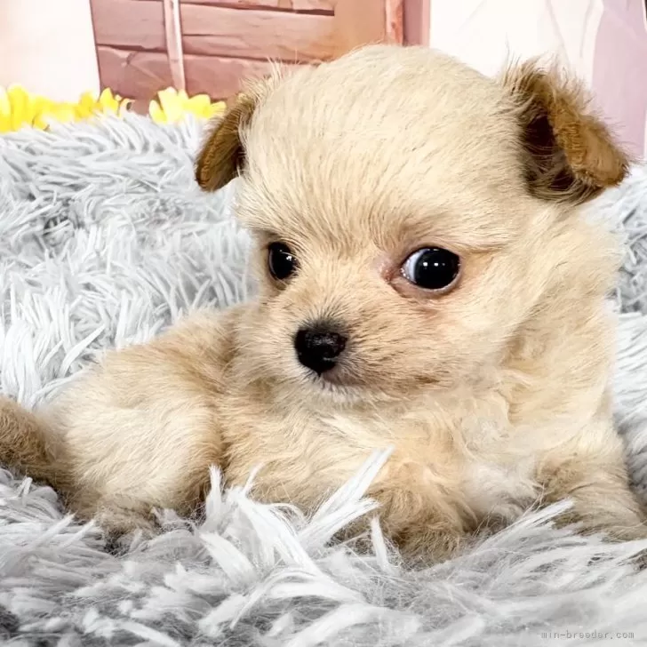 ID：2507-09228の子犬