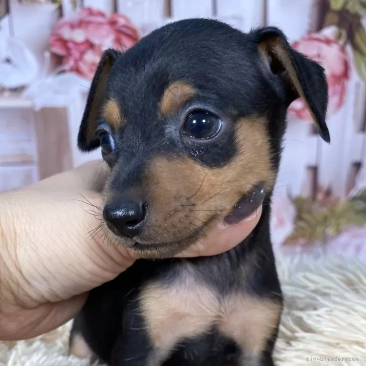 ID:2503-04323の子犬