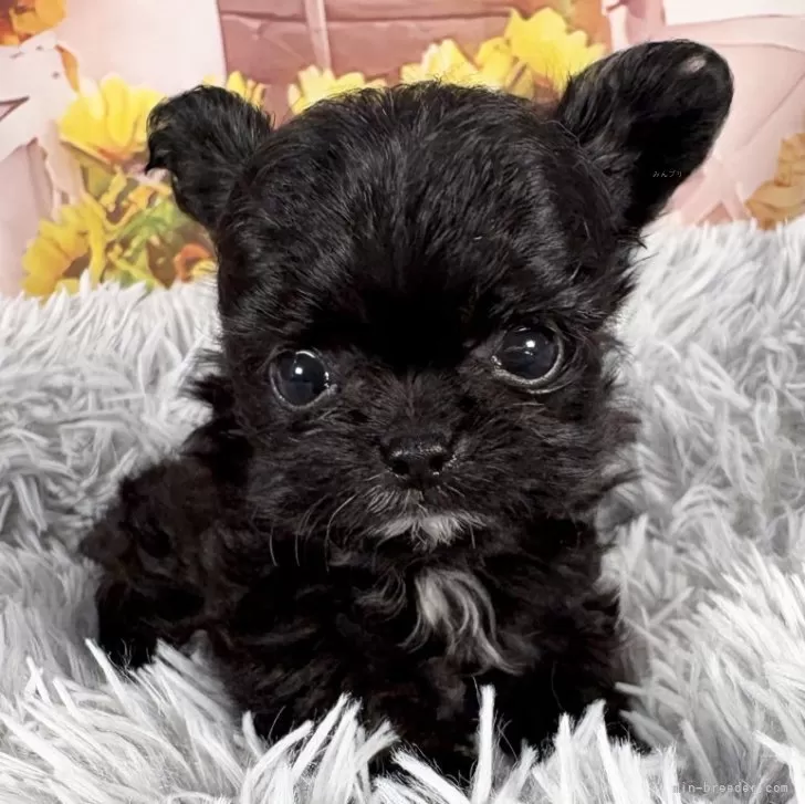 ID：2507-09200の子犬