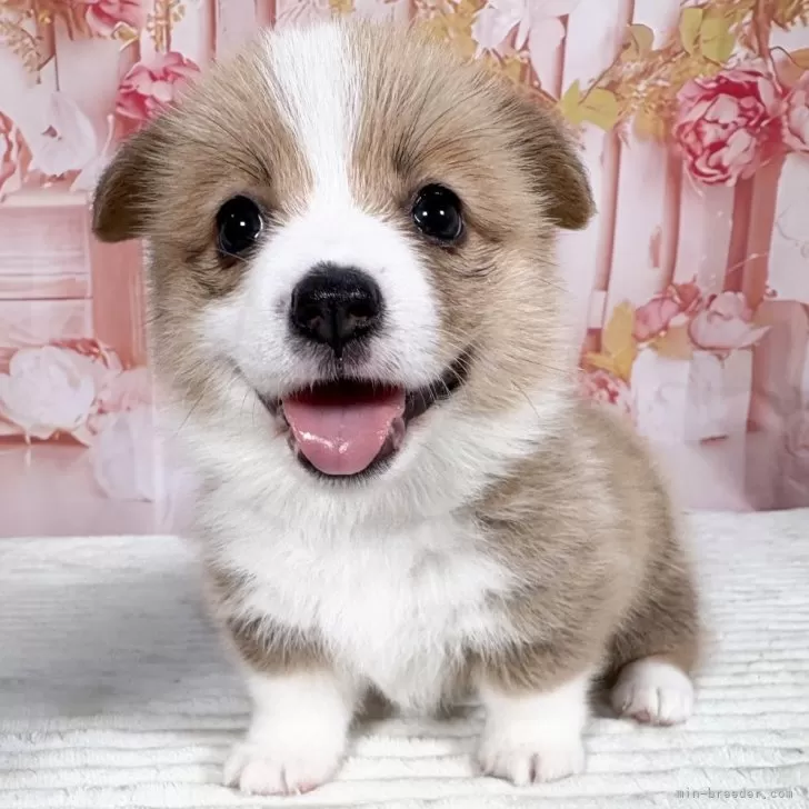 ID:2508-07120の子犬