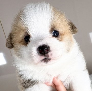 ウェルシュ・コーギー・ペンブローク【愛知県・女の子・2026年2月4日・レッド&ホワイト♡】の写真「小ぶり短足です💕4/3迄の限定掲載です♡」