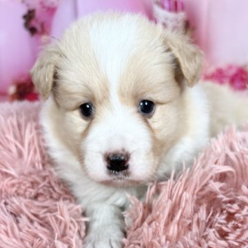 ボーダーコリー【愛知県・女の子・2025年10月8日・レッド&ホワイト♡】の写真「綺麗な毛色な美人さん❤️両親遺伝子検査🆑」