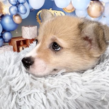 ウェルシュ・コーギー・ペンブローク【愛知県・男の子・2025年5月13日・レッド&ホワイト♡】の写真「短足、ずんぐり君✨7/9迄限定掲載です♡」