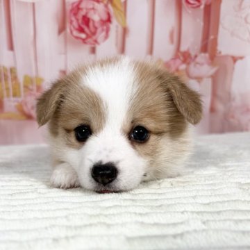 ウェルシュ・コーギー・ペンブローク【愛知県・女の子・2025年8月3日・レッド&ホワイト♡】の写真「ずんぐり整ったお顔と柄💕10/1迄限定掲載♡」