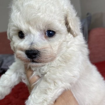 トイプードル(タイニー)【愛知県・女の子・2024年11月4日・ホワイト】の写真「毛量抜群❤️お顔もバッチリな完璧女子🩷」