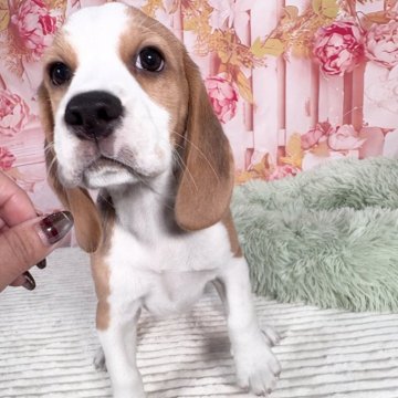 ビーグル【愛知県・男の子・2025年9月21日・ブラック、タン&ホワイト】の写真「🤩柄の綺麗なイケメン君です🤩」