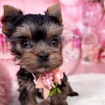 ヨークシャーテリア【愛知県・女の子・2025年10月7日・スチール、ブルー&タン】の写真「12/4迄掲載🩷小さくお目目くりくり可愛い子🩷」