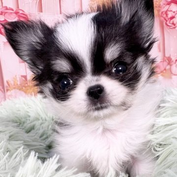 チワワ(ロング)【愛知県・男の子・2025年10月19日・ホワイト&ブラック、タン】の写真「極小極上短足モフモフ子❤️12/24迄掲載です🩷」