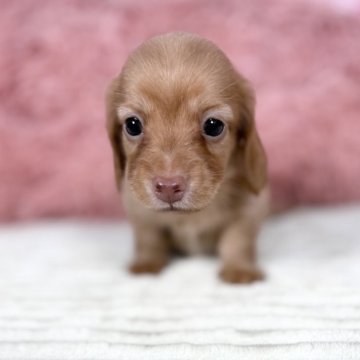 カニンヘンダックスフンド(ロング)【愛知県・男の子・2025年10月7日・ゴールド♡】の写真「綺麗な小ぶりサイズ❤️12/4迄の期間限定掲載✨」