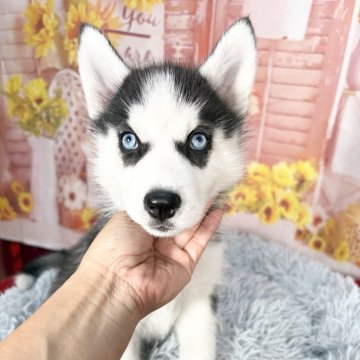 シベリアンハスキー【愛知県・女の子・2025年8月28日・ブラック&ホワイト】の写真「遺伝子両親🆑ブルー👀🩵10/27迄掲載‼️」