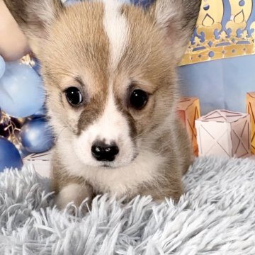 ウェルシュ・コーギー・ペンブローク【愛知県・女の子・2025年5月13日・レッド&ホワイト♡】の写真「短足、ずんぐりちゃん✨7/9迄限定掲載です♡」