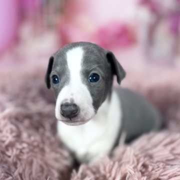 イタリアングレーハウンド【愛知県・男の子・2025年10月28日・ブルー&ホワイト♡】の写真「♡小柄で柄も決まったイケメン君です♡12/25迄‼」