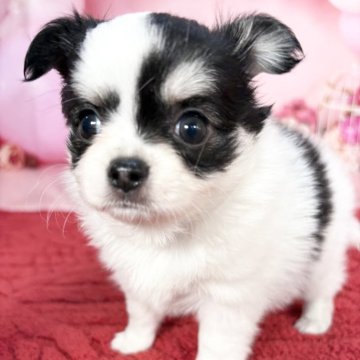 チワワ(ロング)【愛知県・女の子・2025年9月30日・ホワイト&ブラック、タン♡】の写真「小さい短足モフモフ子❤️12/4迄掲載です🩷」