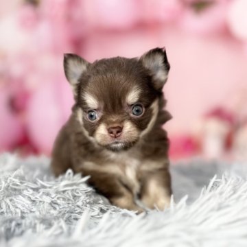 チワワ(ロング)【愛知県・男の子・2025年9月24日・チョコレート&クリーム】の写真「小ぶりサイズ♡11/26までの期間限定掲載です‼️」