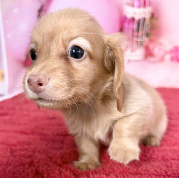 カニンヘンダックスフンド(ロング)【愛知県・男の子・2025年10月7日・ゴールド】の写真「綺麗な小ぶりサイズ❤️12/4迄の期間限定掲載✨」