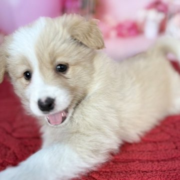 ボーダーコリー【愛知県・女の子・2025年10月8日・レッド&ホワイト♡】の写真「綺麗な毛色な美人さん❤️両親遺伝子検査🆑」