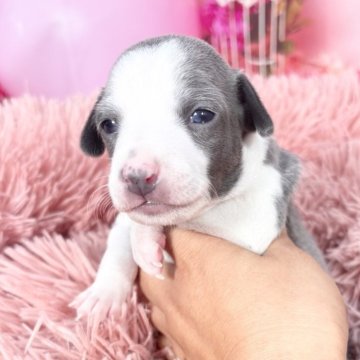 イタリアングレーハウンド【愛知県・男の子・2025年10月28日・ブルー&ホワイト♡】の写真「♡小柄で柄も決まったイケメン君です♡12/25迄‼」