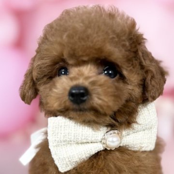 トイプードル(ティーカップ)【愛知県・男の子・2025年9月12日・レッド】の写真「両親遺伝子🆑ティーカップ〜小さめタイニー予想🩵」