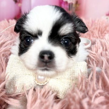 チワワ(ロング)【愛知県・女の子・2025年9月30日・ホワイト&ブラック、タン♡】の写真「小さい短足モフモフ子❤️12/4迄掲載です🩷」