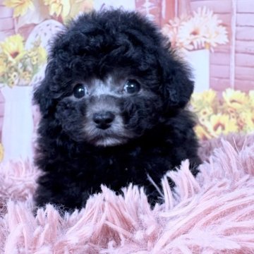 トイプードル(タイニー)【愛知県・女の子・2025年9月1日・シルバー♡】の写真「10/29迄限定掲載🆙毛量しっかり可愛いです‼️」