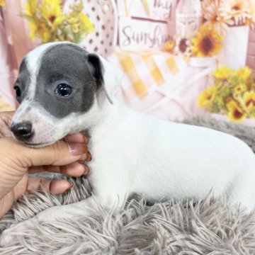イタリアングレーハウンド【愛知県・女の子・2025年8月2日・ブルー&ホワイト♡】の写真「小柄な可愛い子♡10/1迄限定掲載🆙」