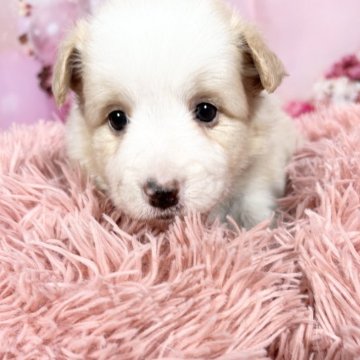 ボーダーコリー【愛知県・女の子・2025年10月8日・レッド&ホワイト♡】の写真「綺麗な毛色な美人さん❤️両親遺伝子検査🆑」