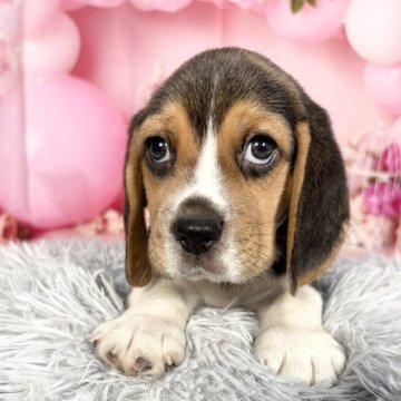 ビーグル【愛知県・男の子・2025年9月23日・ブラック、タン&ホワイト】の写真「ずんぐり体型🤩両親遺伝子🆑11/19迄掲載🆙」