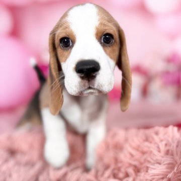 ビーグル【愛知県・男の子・2025年9月21日・ブラック、タン&ホワイト】の写真「🤩柄の綺麗なイケメン君です🤩」