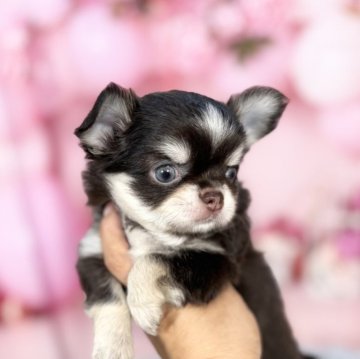 チワワ(ロング)【愛知県・女の子・2025年9月24日・チョコレート&クリーム】の写真「濃いチョコカラー♡11/26までの期間限定掲載❣️」