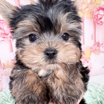 ヨークシャーテリア【愛知県・女の子・2025年10月7日・スチール、ブルー&タン♡】の写真「🩷12/11迄延長掲載お目目くりくり可愛い子🩷」