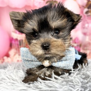 ヨークシャーテリア【愛知県・男の子・2025年9月17日・スチール、ブルー&タン♡】の写真「11/19迄掲載🩷ドワーフ体型の小さい子🩷」