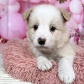 ボーダーコリー