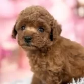 タイニープードル