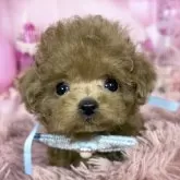 ティーカッププードル