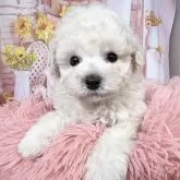 タイニープードル