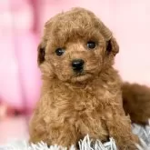 タイニープードル