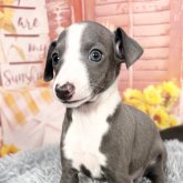 イタリアングレーハウンド