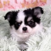 チワワ(ロング)